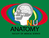 Anatomy Icon